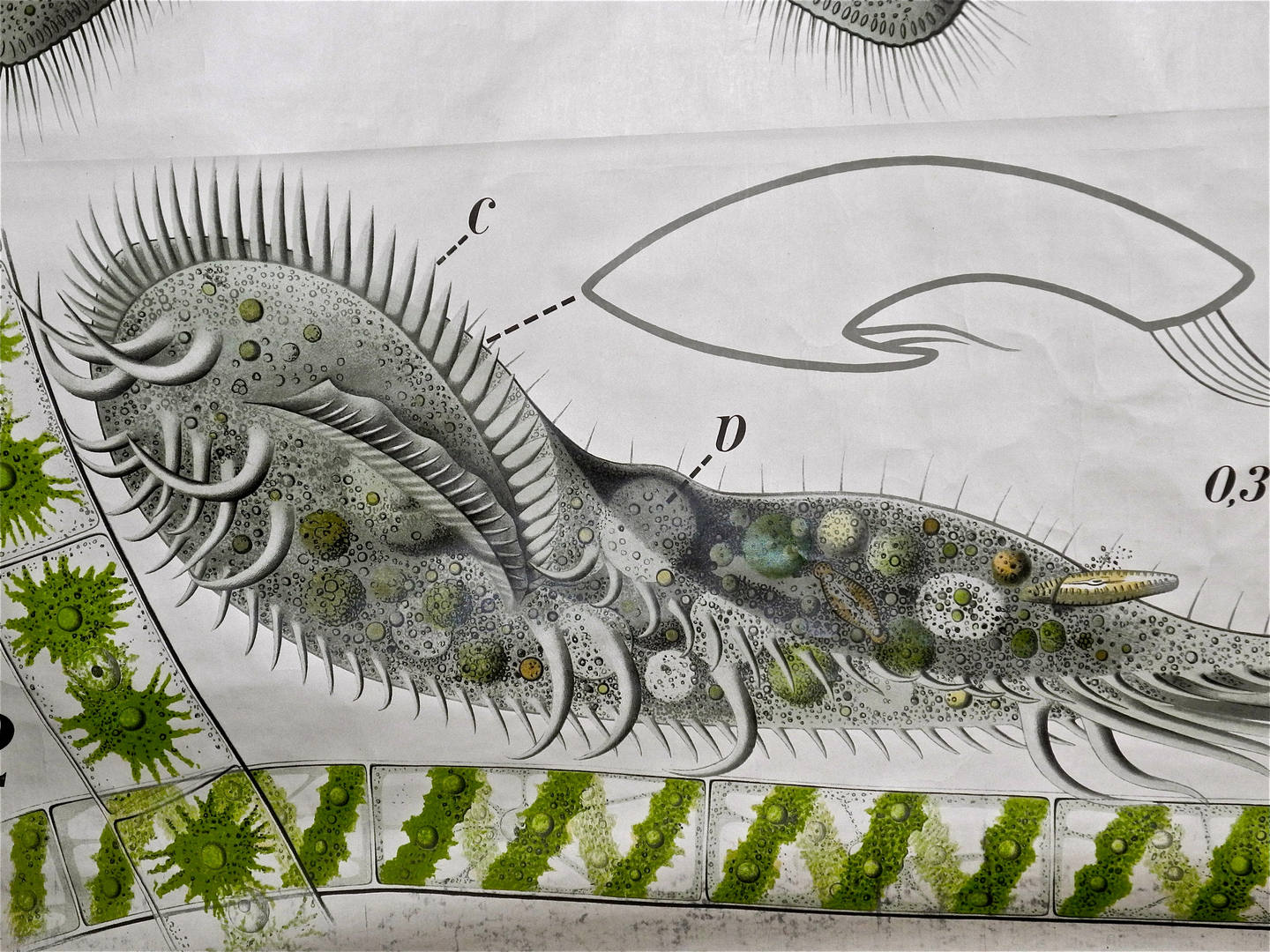 Paul Furtscheller Early 1900's Zoological Poster Of Ciliates - Image 3