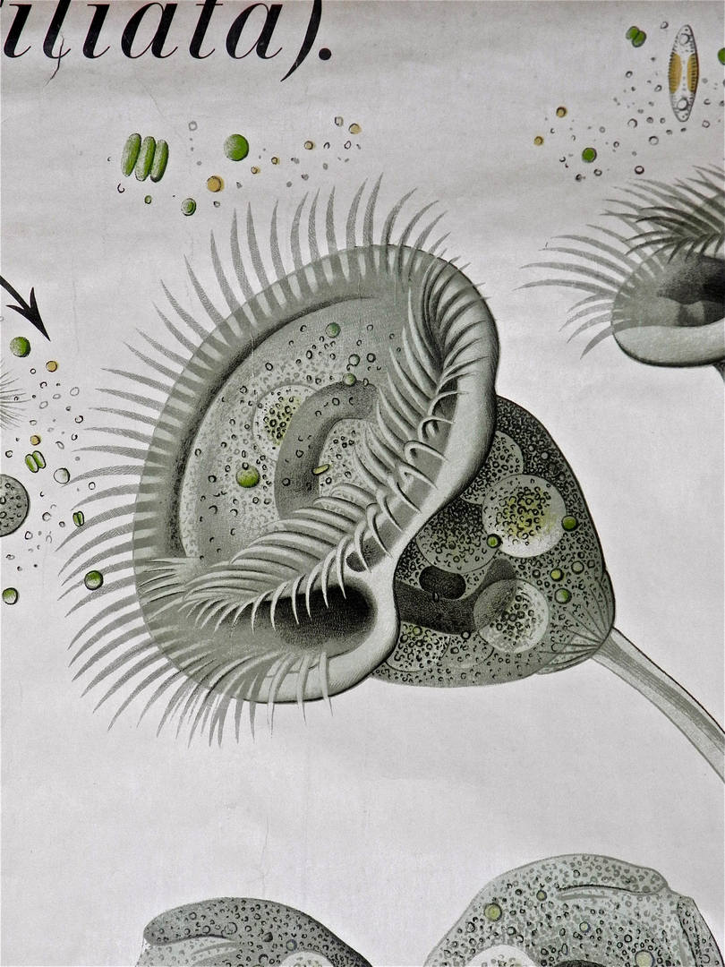 Paul Furtscheller Early 1900's Zoological Poster Of Ciliates - Image 4